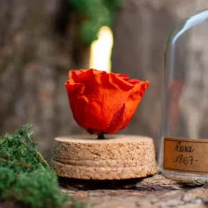 Fleur stabilisée sous dôme - Rose