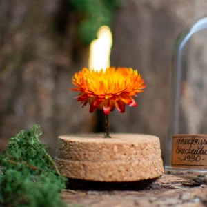 Fleur séchée sous dôme - Xerochrysum (Helichrysum)