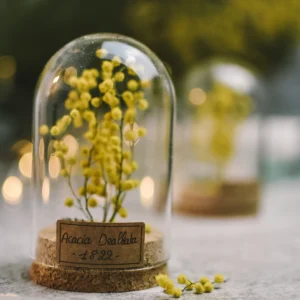 Fleur séchée sous dôme - Mimosa